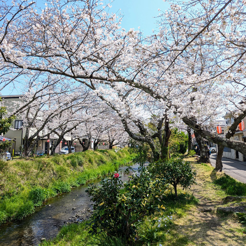 川沿いの桜の画像