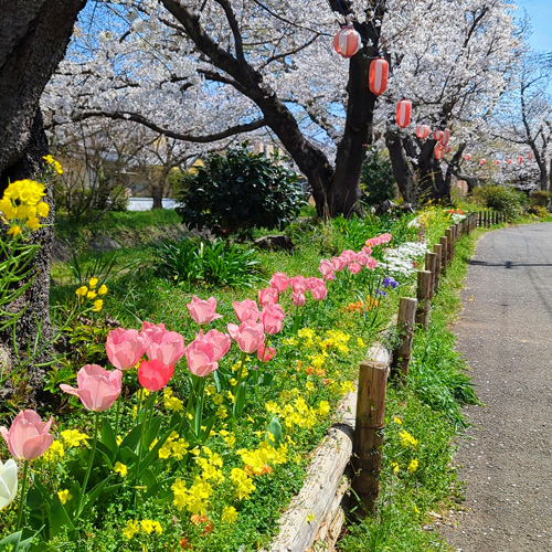 桜とチューリップの画像