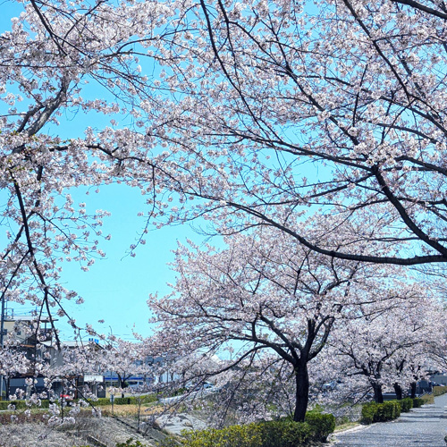 桜並木の画像