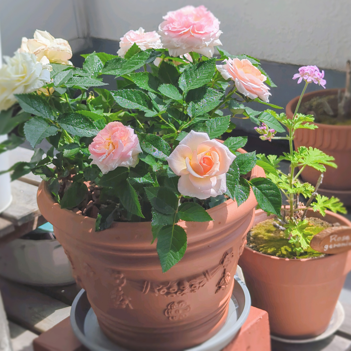 ローズガーデンと、一鉢の薔薇 - 一筋の光、降り注ぐ光。