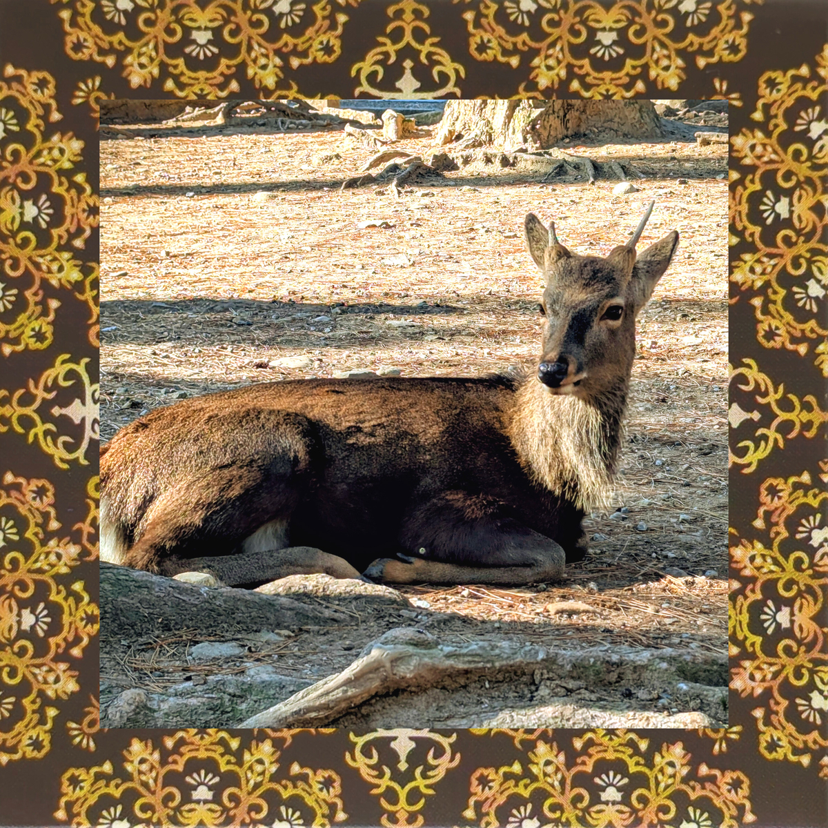 奈良の鹿の画像