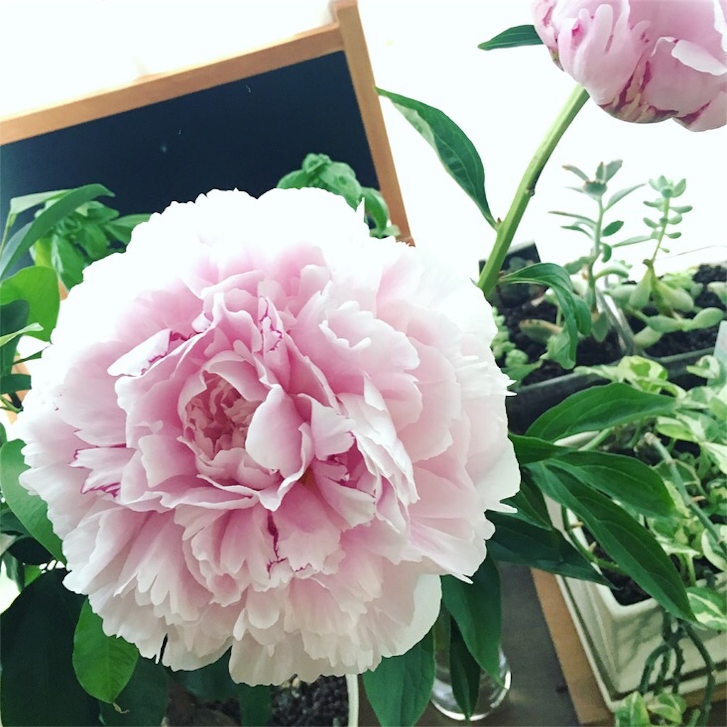 f:id:tsukikomoon:20170613195746j:image f:id:tsukikomoon:20170613195746j:image