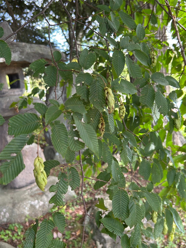 f:id:tsukimeguri:20251020075315j:image f:id:tsukimeguri:20251020075315j:image