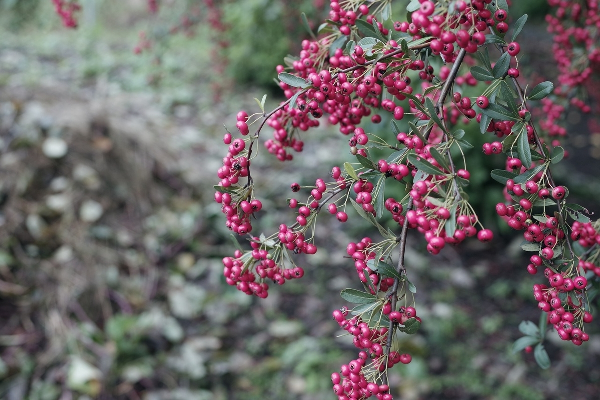 PENTAX,銀残し,20251027