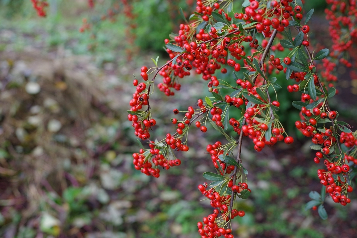 PENTAX,カスタムイメージ鮮やか,20251027