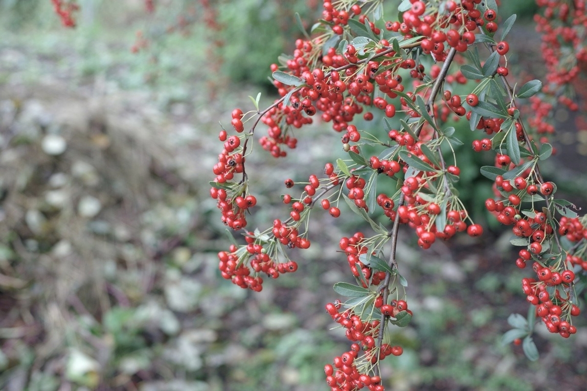 PENTAX,カスタムイメージほのか,20251027