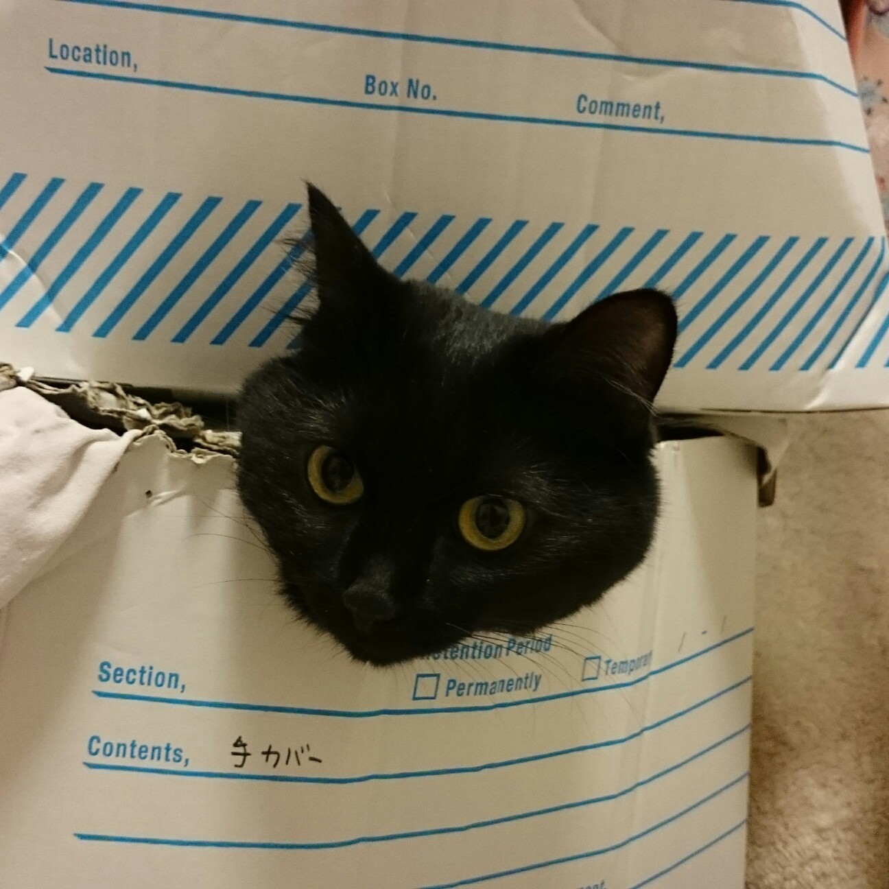 うだうだうだだ Tsukimihime S Diary うだうだうだだ Tsukimihime S Diary