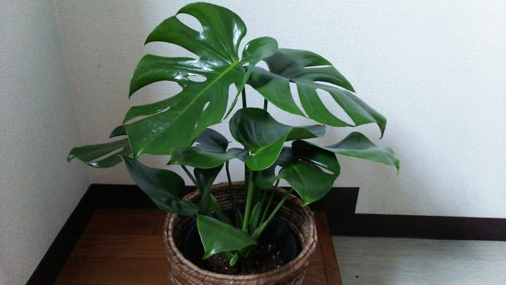 f:id:tsukinoki20150127:20170131183712j:plain f:id:tsukinoki20150127:20170131183712j:plain