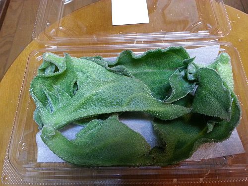 f:id:tsukisai:20180208081031j:plain