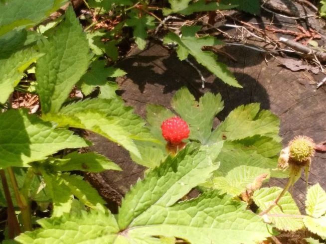 f:id:tsukisai:20191107050842j:plain f:id:tsukisai:20191107050842j:plain