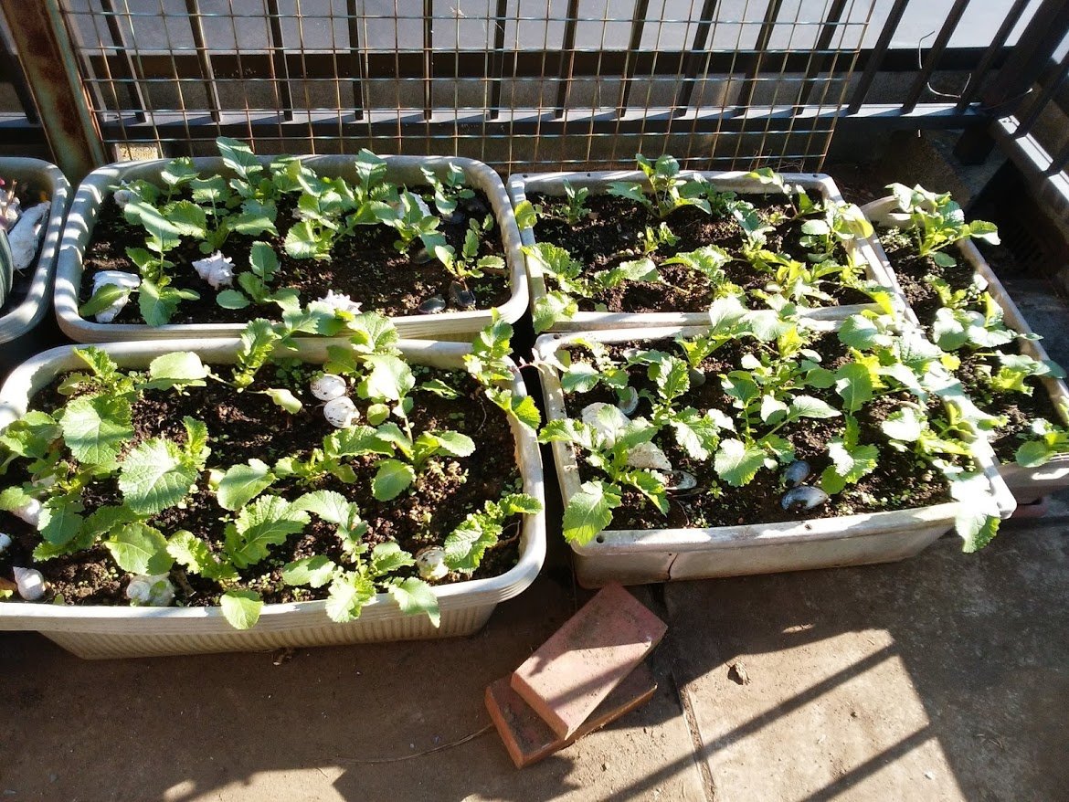 f:id:tsukisai:20201128082455j:plain