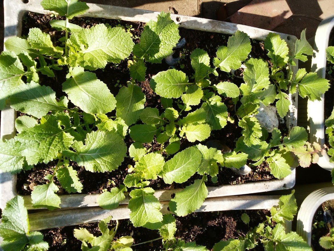 f:id:tsukisai:20201128082513j:plain