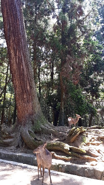 f:id:tsukiyo_sampo:20230428231315j:image