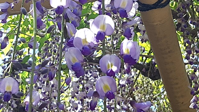 f:id:tsukiyo_sampo:20230428231555j:image