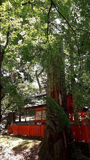 f:id:tsukiyo_sampo:20230428231852j:image