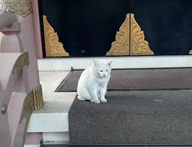 f:id:tsukiyo_sampo:20230502192929j:image