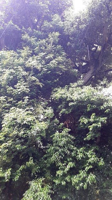 f:id:tsukiyo_sampo:20230507141745j:image