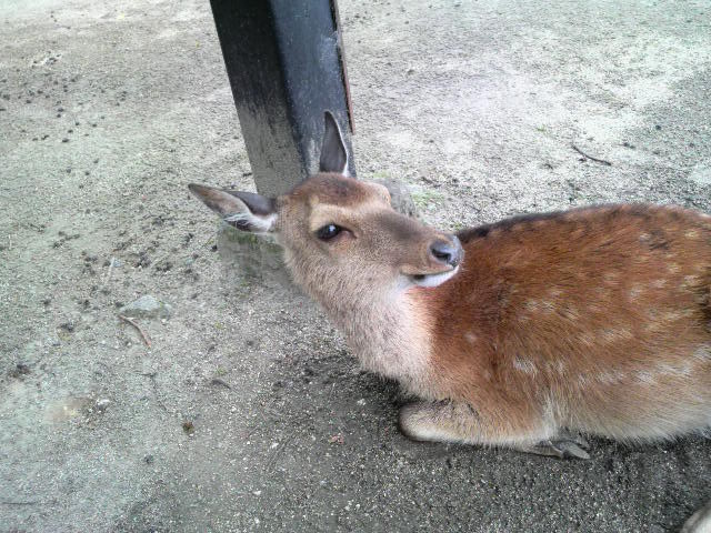 f:id:tsukkin082:20090603134200j:image