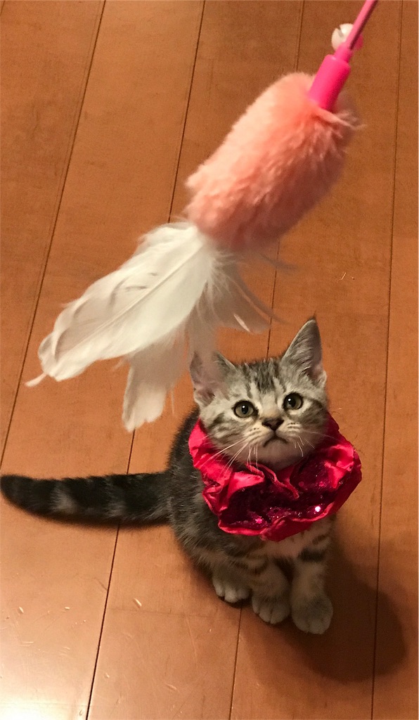 f:id:tsukky8832534:20171003001102j:image f:id:tsukky8832534:20171003001102j:image