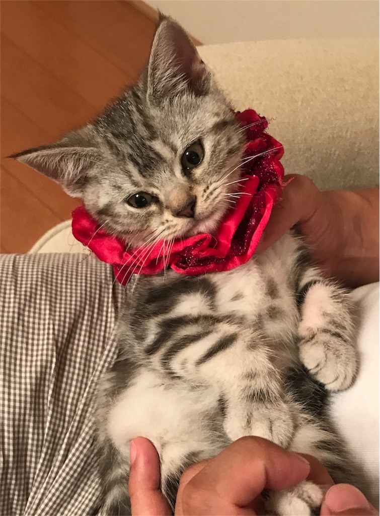 f:id:tsukky8832534:20171003001113j:image f:id:tsukky8832534:20171003001113j:image