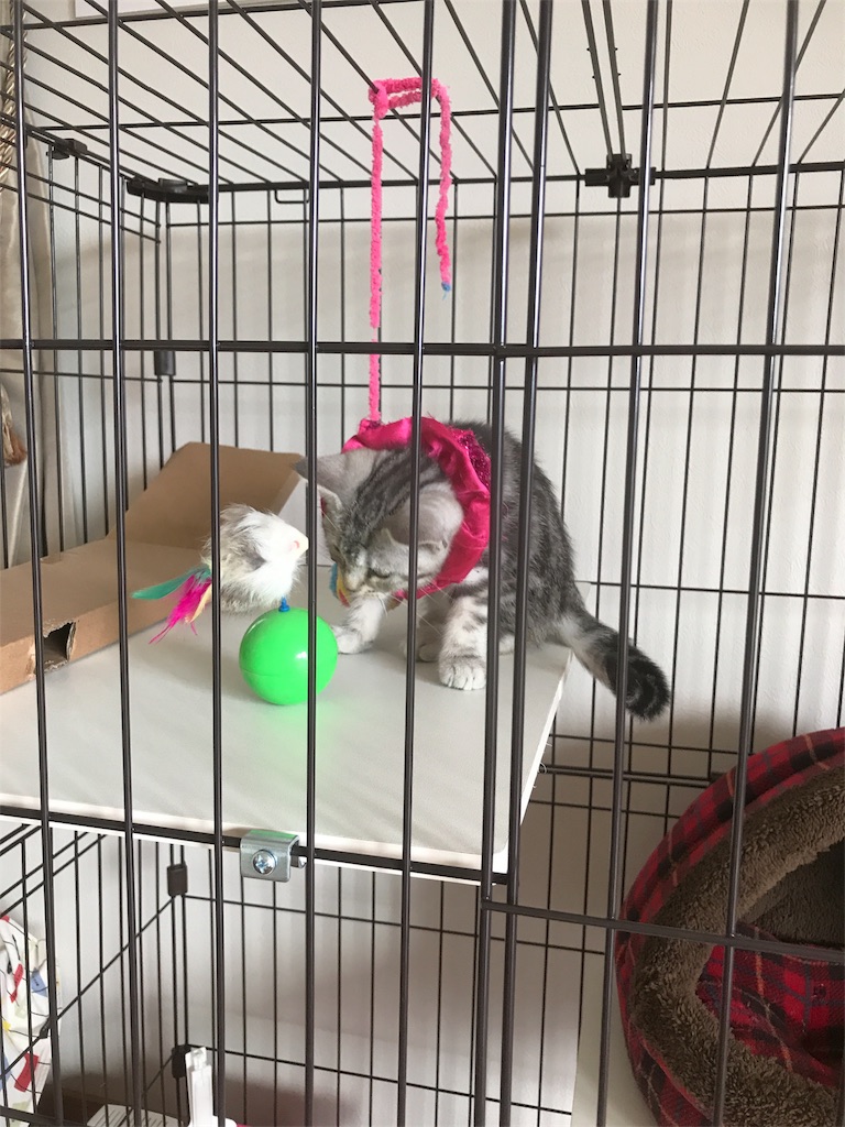 f:id:tsukky8832534:20171005175003j:image f:id:tsukky8832534:20171005175003j:image