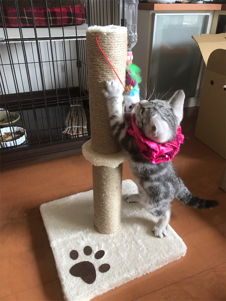 f:id:tsukky8832534:20171005175351j:image f:id:tsukky8832534:20171005175351j:image