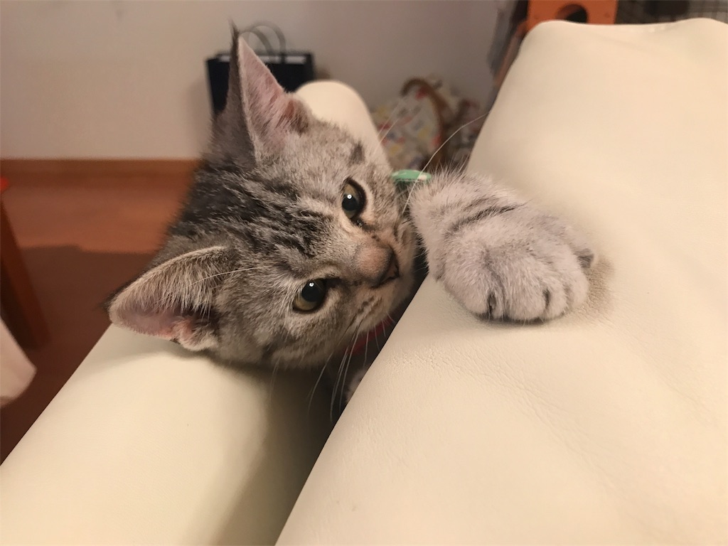 f:id:tsukky8832534:20171012002617j:image f:id:tsukky8832534:20171012002617j:image