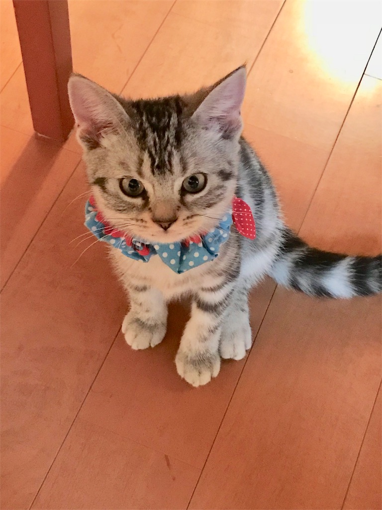 f:id:tsukky8832534:20171028015255j:image