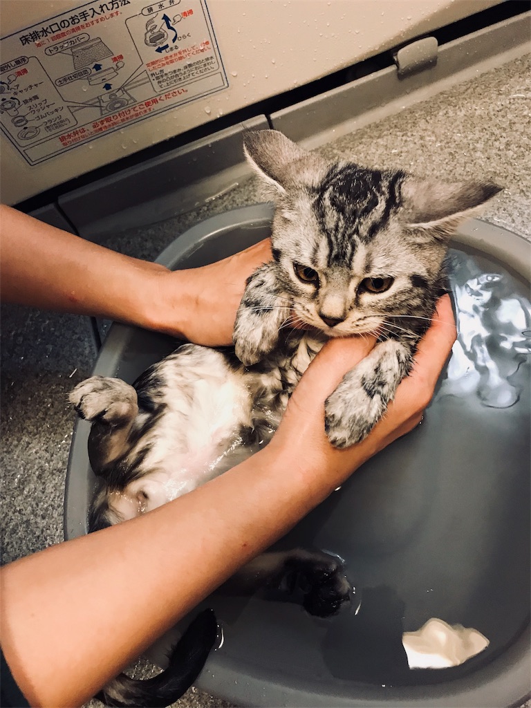 f:id:tsukky8832534:20171028234018j:image