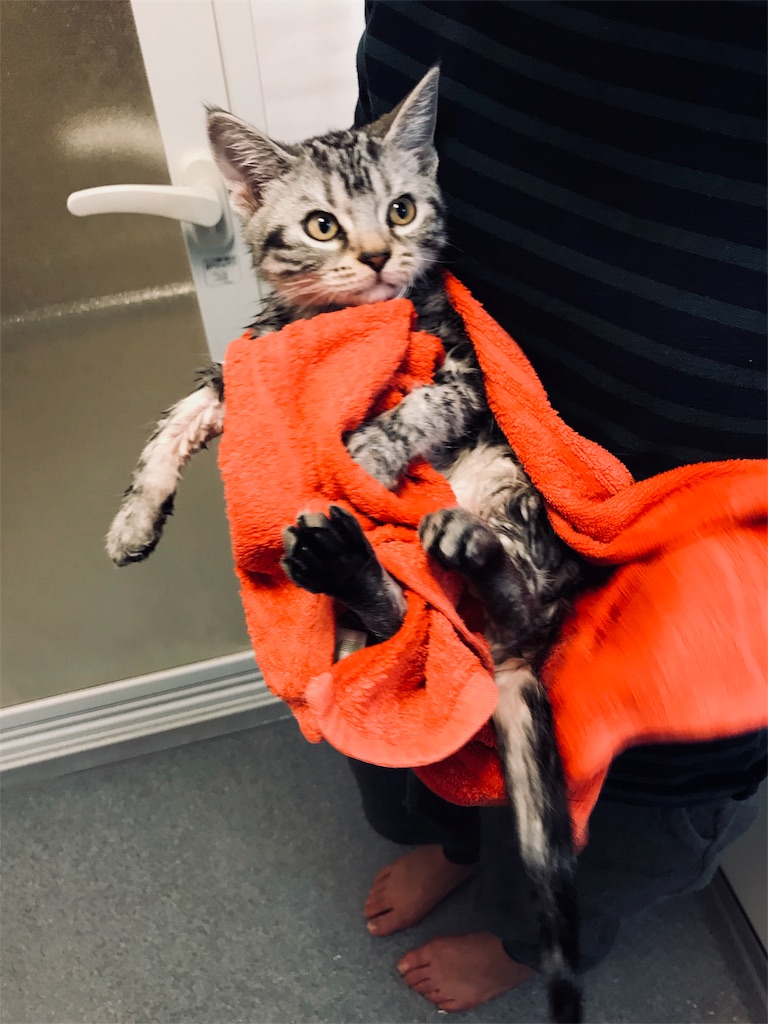 f:id:tsukky8832534:20171028234032j:image