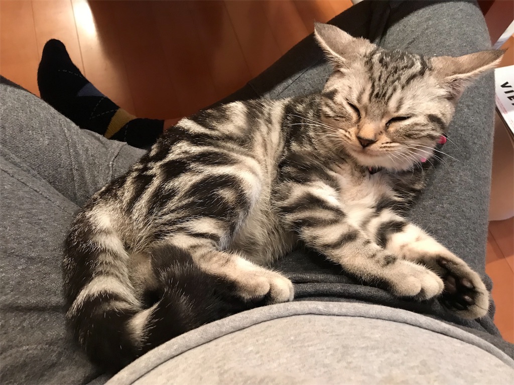 f:id:tsukky8832534:20171110001122j:image f:id:tsukky8832534:20171110001122j:image