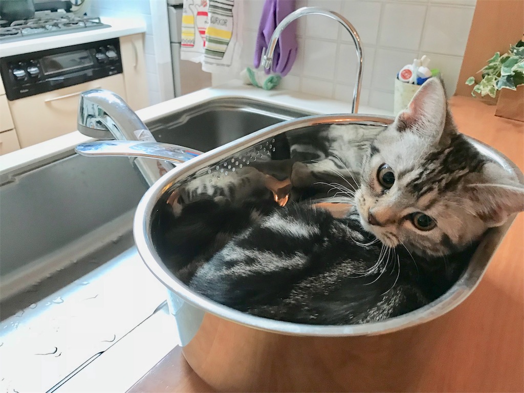 f:id:tsukky8832534:20171117012314j:image f:id:tsukky8832534:20171117012314j:image