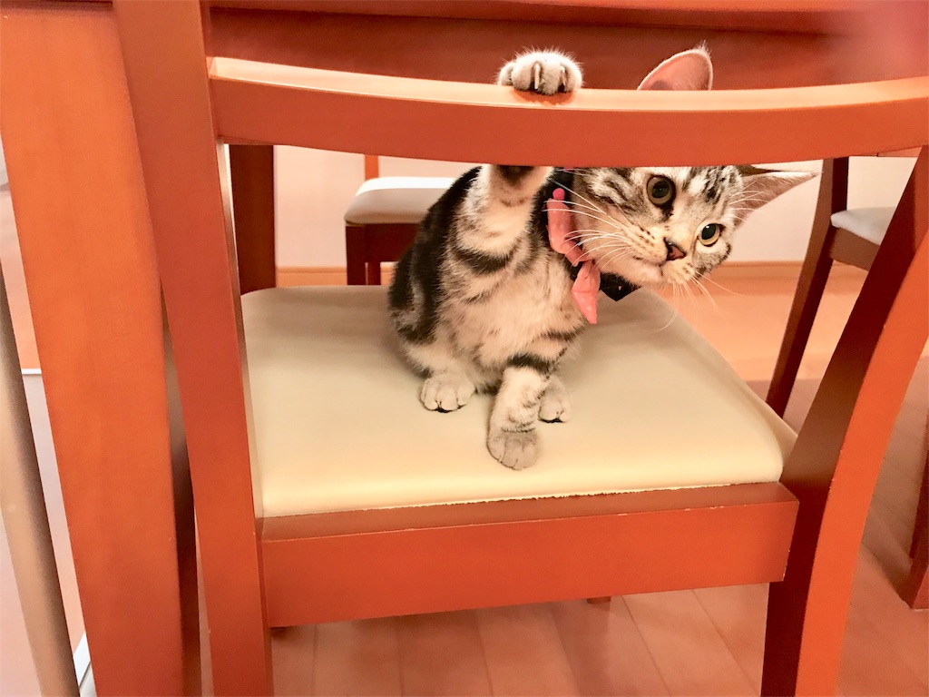 f:id:tsukky8832534:20171117012337j:image f:id:tsukky8832534:20171117012337j:image