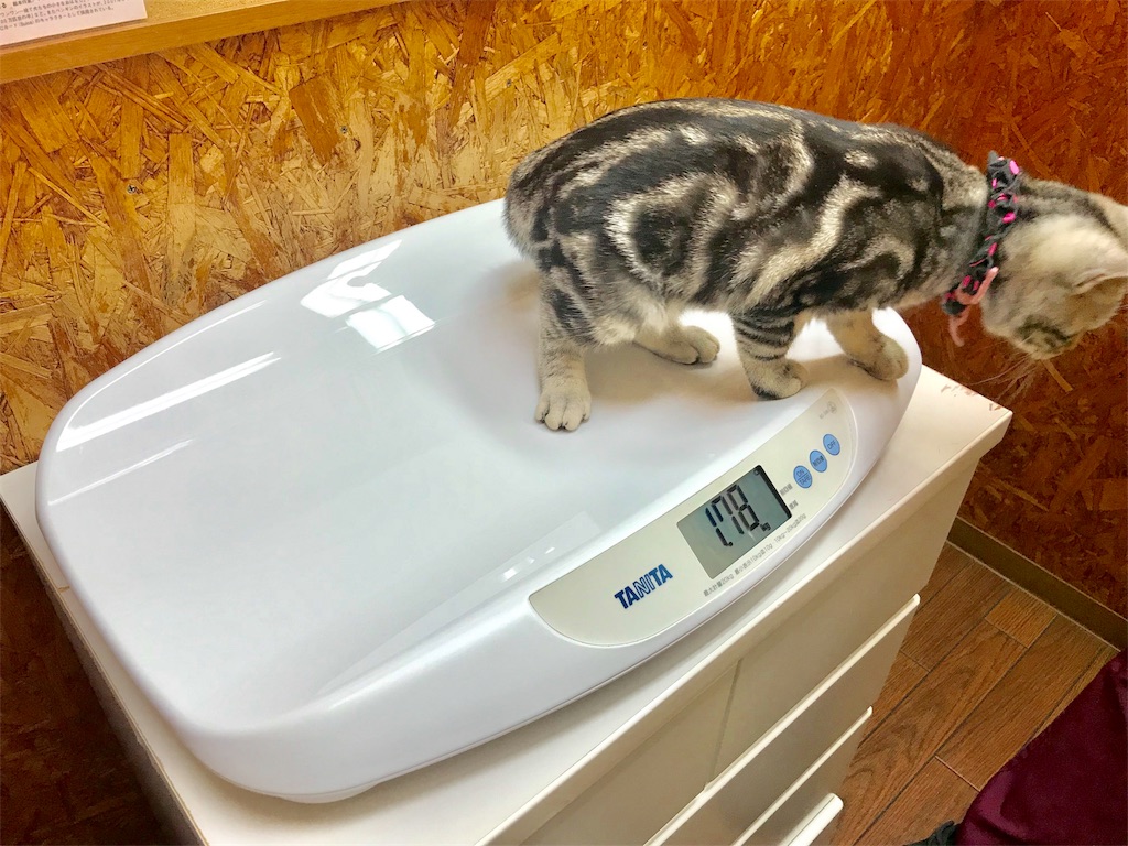 f:id:tsukky8832534:20171119010506j:image f:id:tsukky8832534:20171119010506j:image