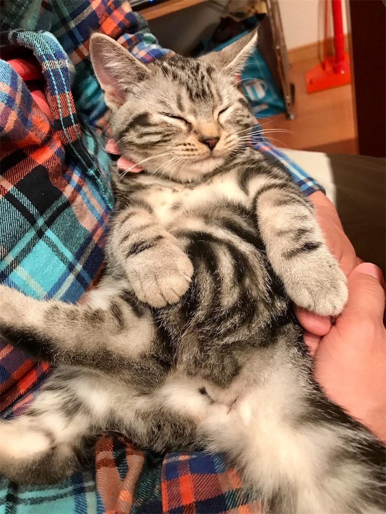 f:id:tsukky8832534:20171119011143j:image f:id:tsukky8832534:20171119011143j:image