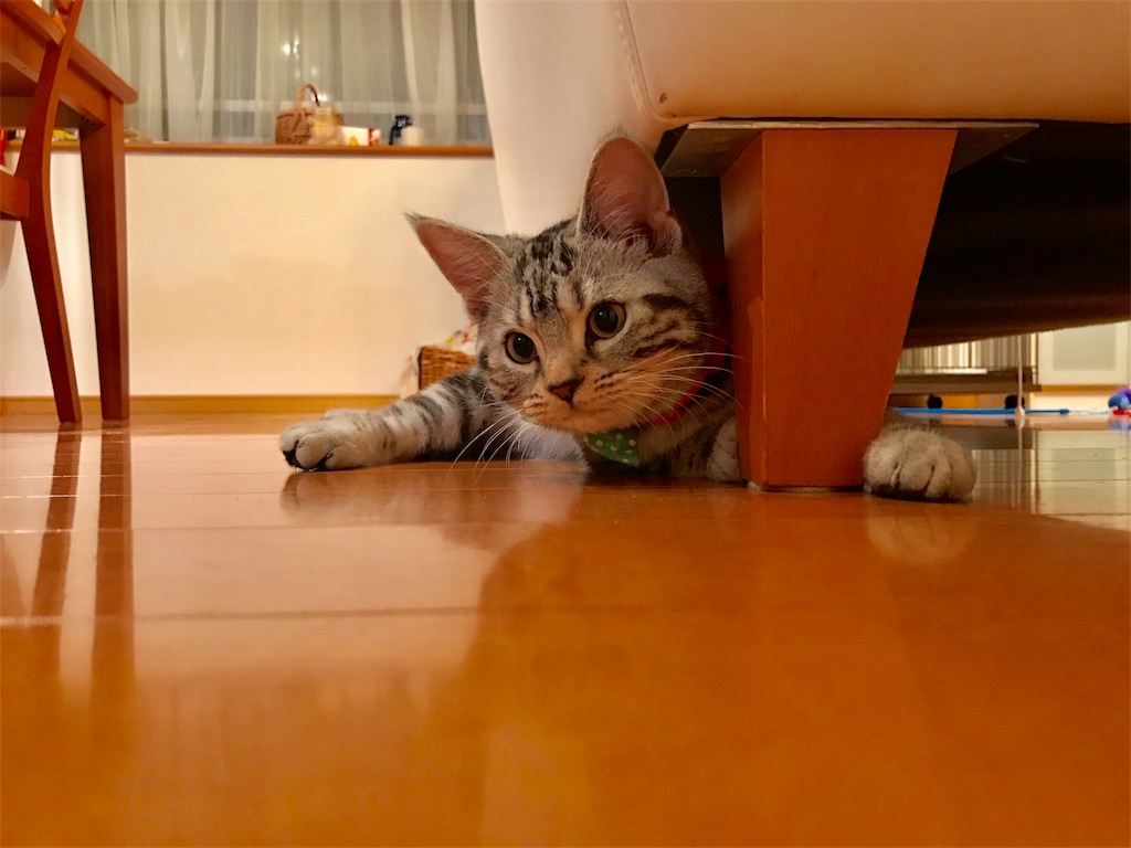 f:id:tsukky8832534:20171122235232j:image f:id:tsukky8832534:20171122235232j:image