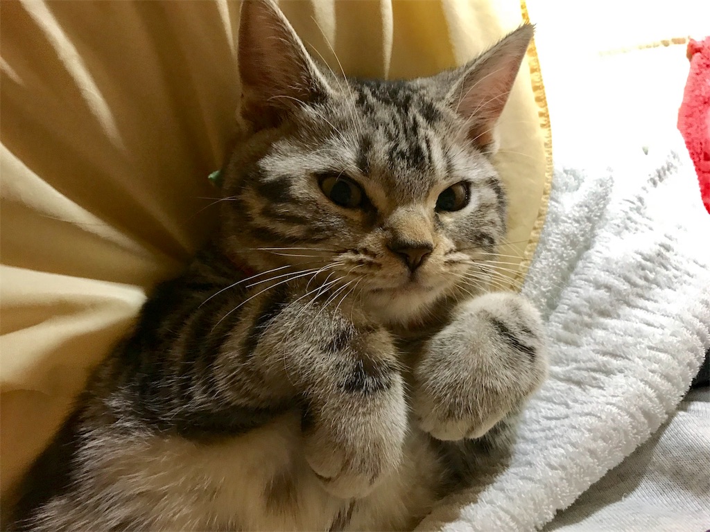 f:id:tsukky8832534:20171202003919j:image f:id:tsukky8832534:20171202003919j:image