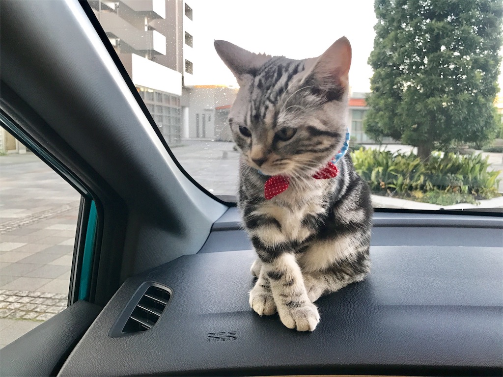 f:id:tsukky8832534:20171203234925j:image f:id:tsukky8832534:20171203234925j:image