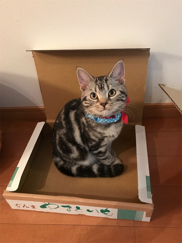 f:id:tsukky8832534:20171207192946j:image f:id:tsukky8832534:20171207192946j:image