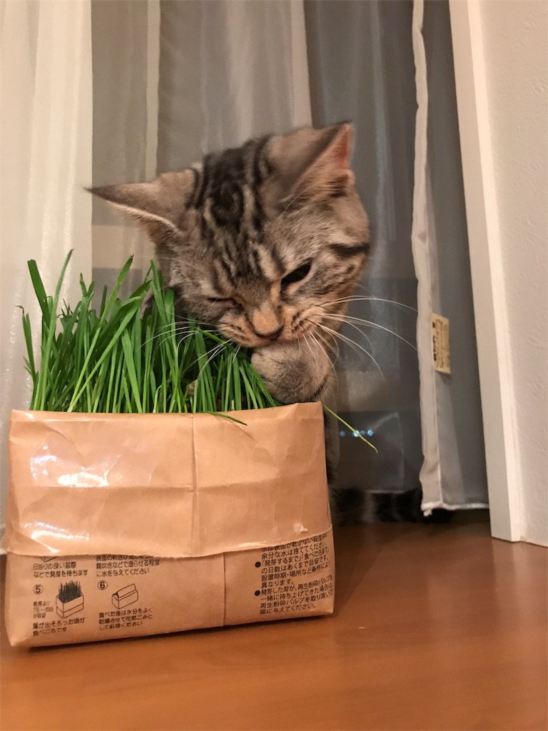 f:id:tsukky8832534:20180104234514j:image