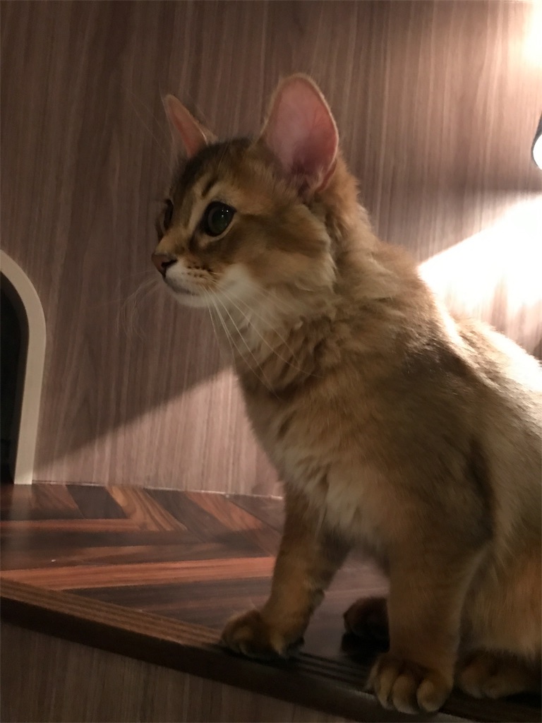 f:id:tsukky8832534:20180107010021j:image