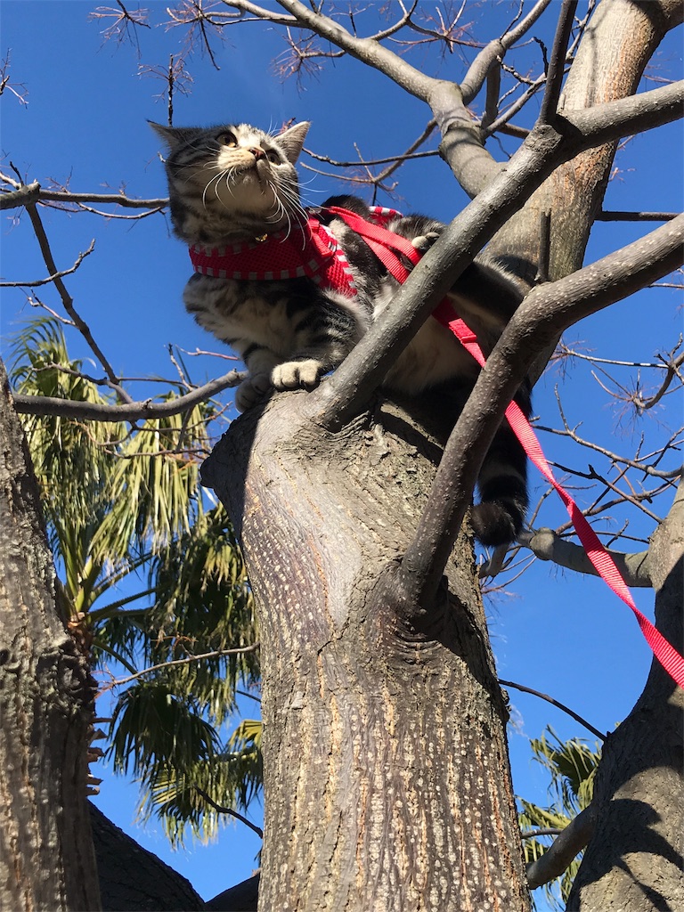 f:id:tsukky8832534:20180110230402j:image f:id:tsukky8832534:20180110230402j:image