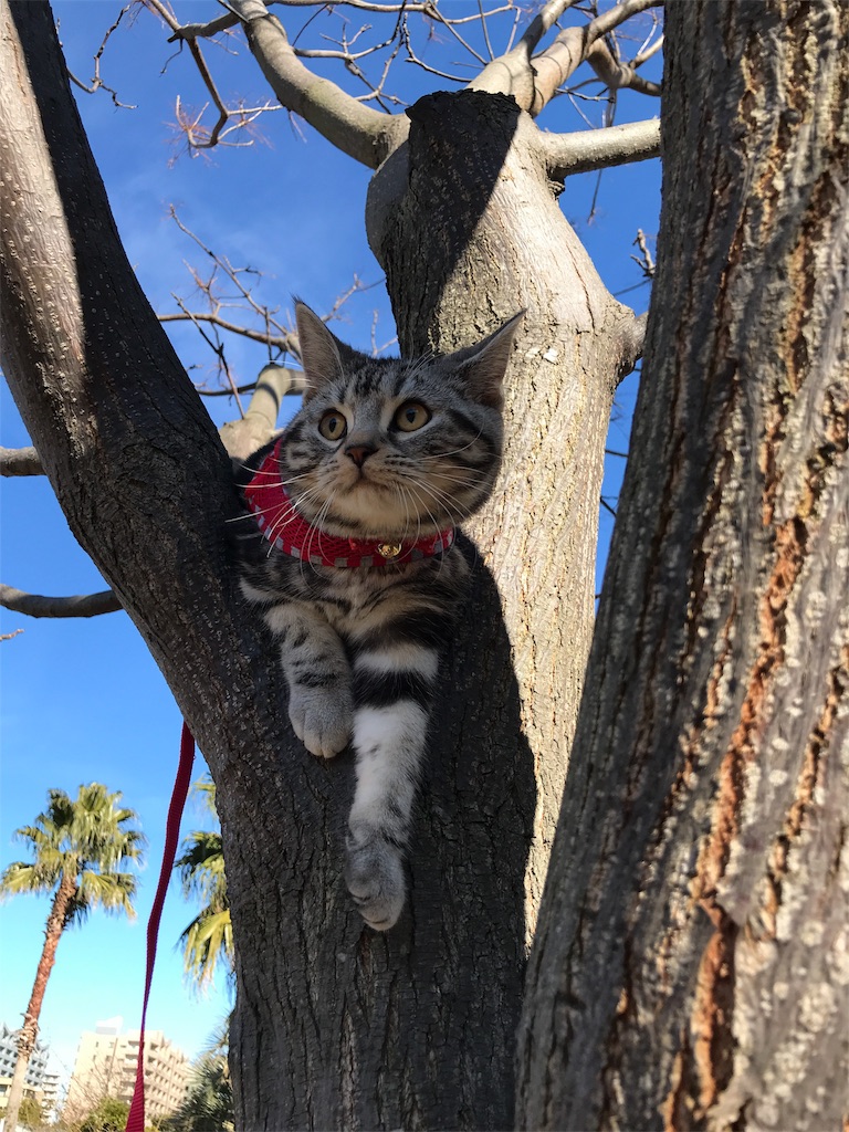 f:id:tsukky8832534:20180110230453j:image f:id:tsukky8832534:20180110230453j:image