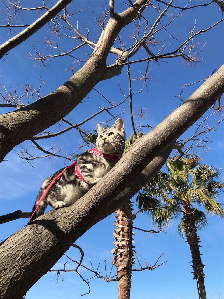 f:id:tsukky8832534:20180110230536j:image f:id:tsukky8832534:20180110230536j:image