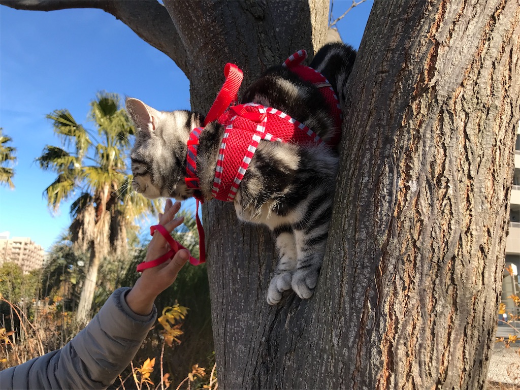 f:id:tsukky8832534:20180110230554j:image f:id:tsukky8832534:20180110230554j:image