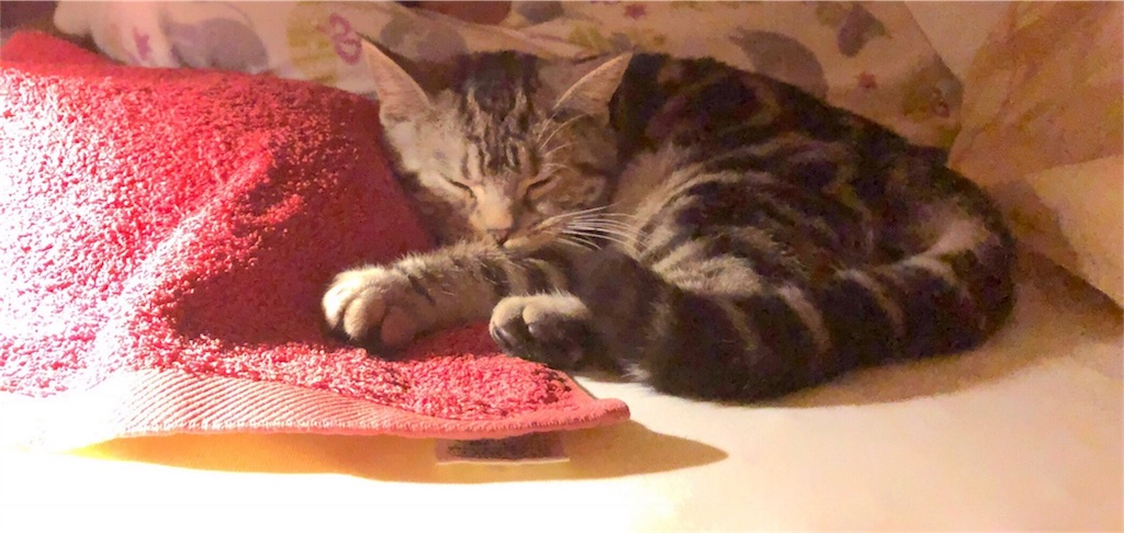 f:id:tsukky8832534:20180110231525j:image f:id:tsukky8832534:20180110231525j:image