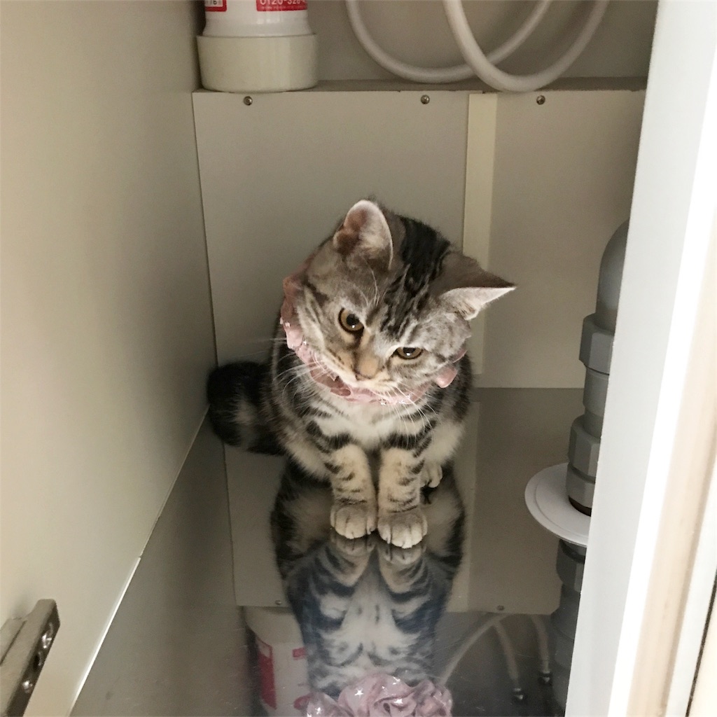 f:id:tsukky8832534:20180118180423j:image f:id:tsukky8832534:20180118180423j:image