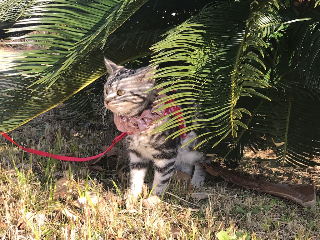 f:id:tsukky8832534:20180121235648j:image