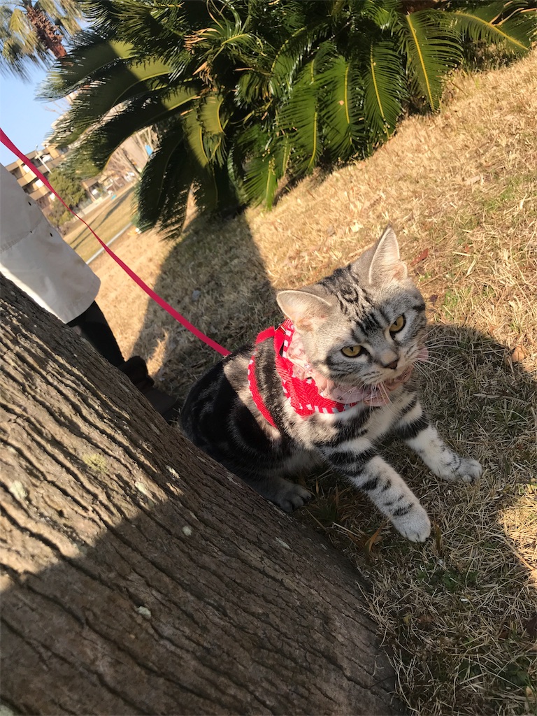 f:id:tsukky8832534:20180122001245j:image