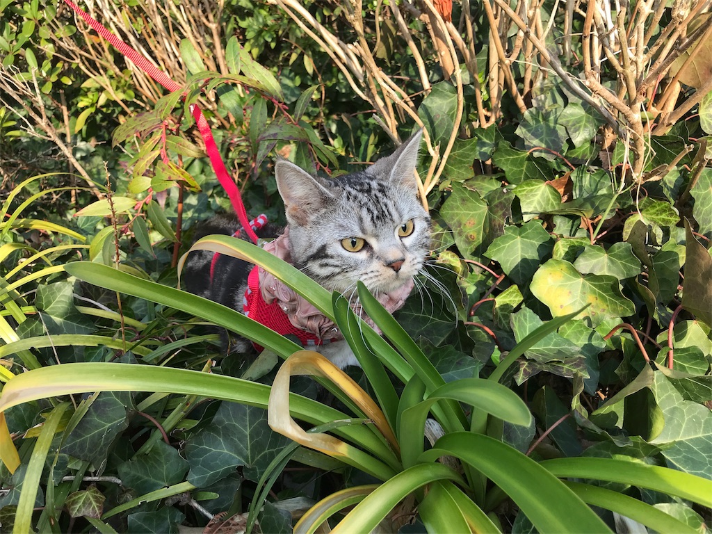 f:id:tsukky8832534:20180311020008j:image